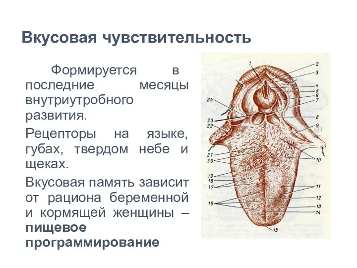 Вкусовая чувствительность Формируется в последние месяцы внутриутробного развития. Рецепторы на языке, губах,