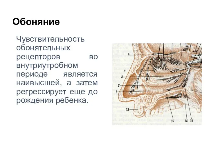 Обоняние Чувствительность обонятельных рецепторов во внутриутробном периоде является наивысшей, а затем регрессирует еще до рождения ребенка.