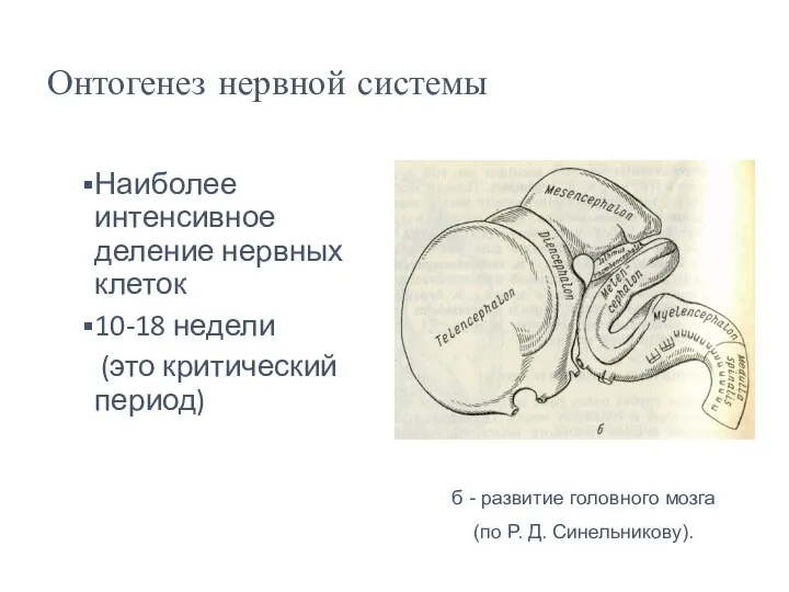 Онтогенез нервной системы Наиболее интенсивное деление нервных клеток 10-18 недели (это критический