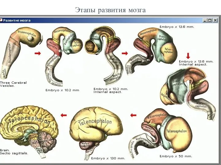 Этапы развития мозга