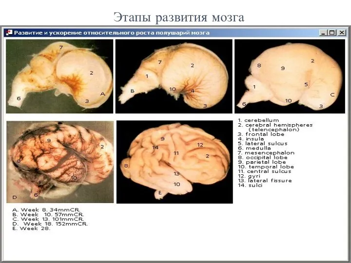 Этапы развития мозга