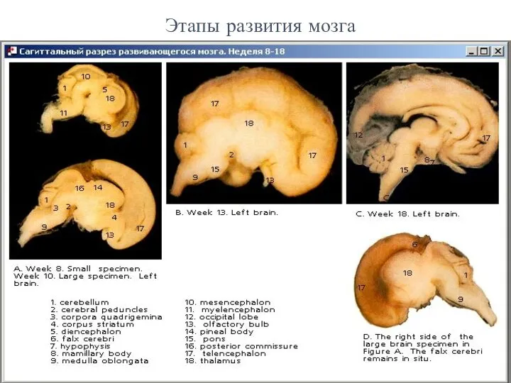 Этапы развития мозга