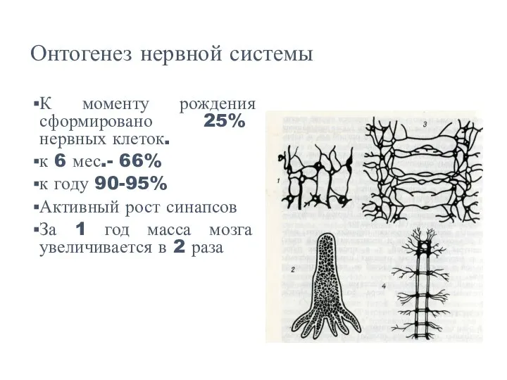 Онтогенез нервной системы К моменту рождения сформировано 25% нервных клеток. к 6