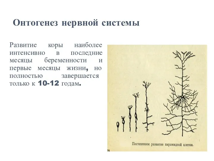 Онтогенез нервной системы Развитие коры наиболее интенсивно в последние месяцы беременности и