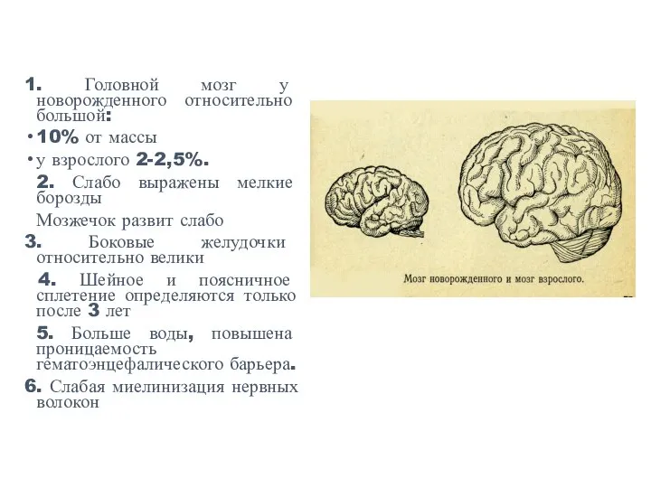 1. Головной мозг у новорожденного относительно большой: 10% от массы у взрослого