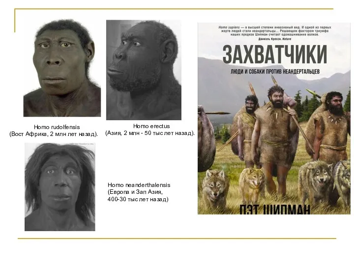 Homo erectus (Азия, 2 млн - 50 тыс лет назад). Homo rudolfensis