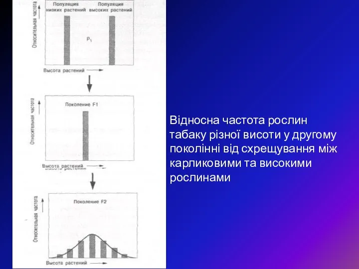 Відносна частота рослин табаку різної висоти у другому поколінні від схрещування між карликовими та високими рослинами