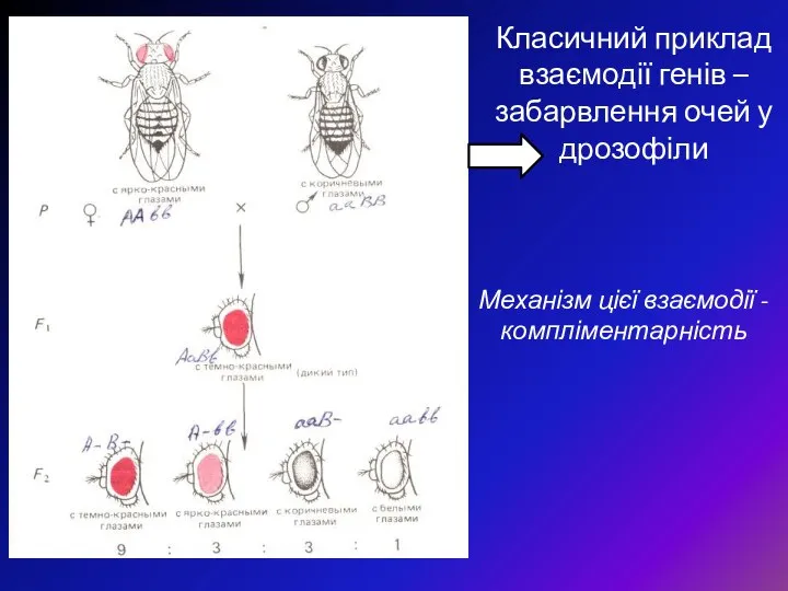 Класичний приклад взаємодії генів – забарвлення очей у дрозофіли Механізм цієї взаємодії - компліментарність