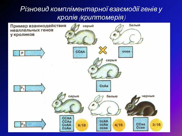 Різновид компліментарної взаємодії генів у кролів (криптомерія)
