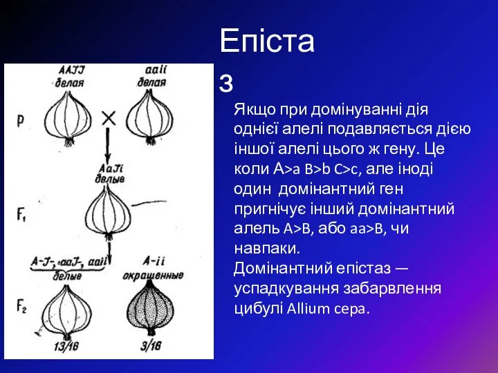 Епістаз Якщо при домінуванні дія однієї алелі подавляється дією іншої алелі цього