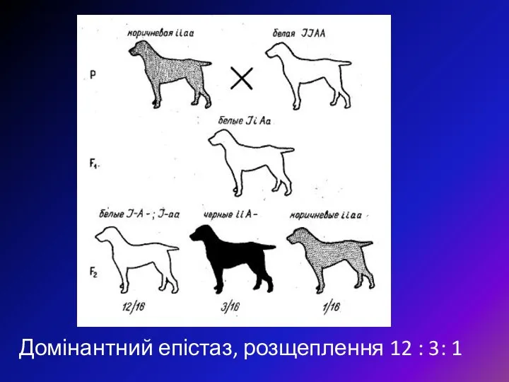 Домінантний епістаз, розщеплення 12 : 3: 1