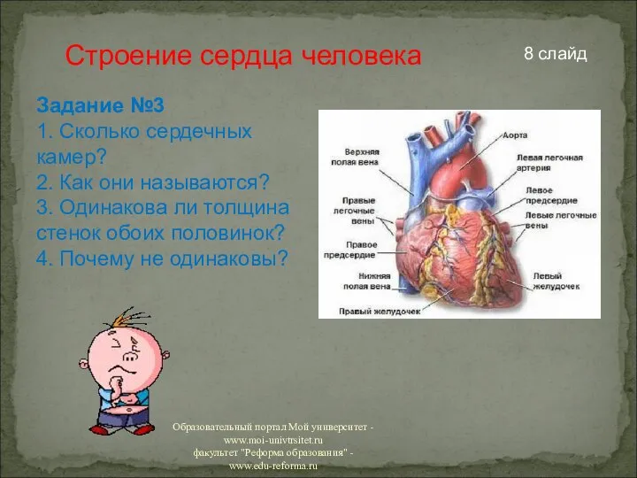Строение сердца человека Задание №3 1. Сколько сердечных камер? 2. Как они