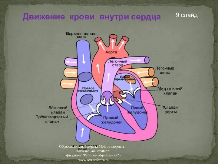 Движение крови внутри сердца 9 слайд Образовательный портал Мой университет - www.moi-univtrsitet.ru