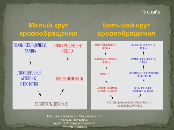 Малый круг кровообращения 13 слайд Большой круг кровообращения Образовательный портал Мой университет