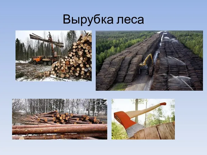 Вырубка леса