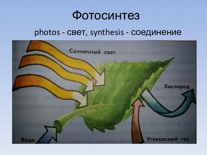 Фотосинтез photos - свет, synthesis - соединение