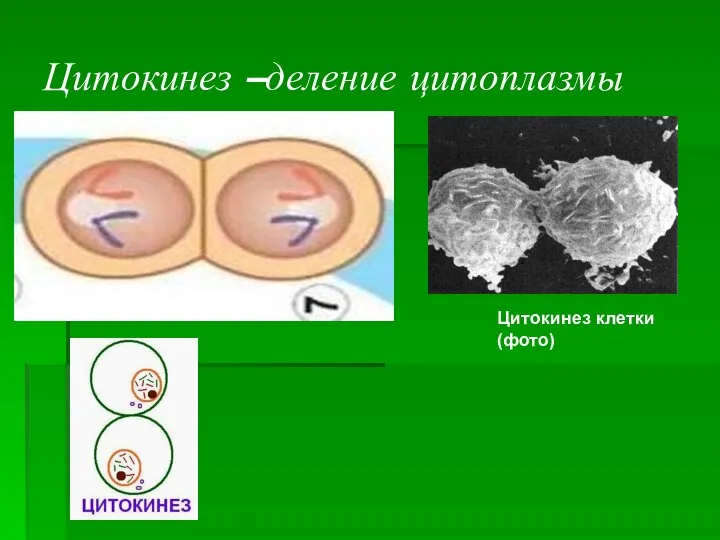 Цитокинез –деление цитоплазмы Цитокинез клетки (фото)