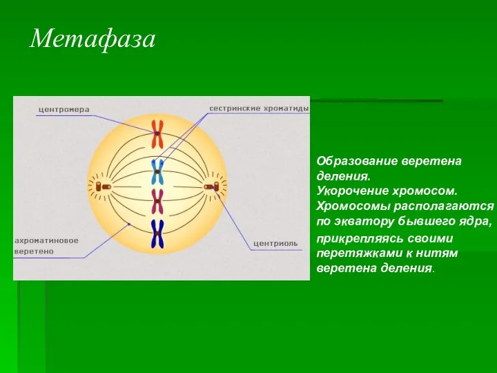 Образование веретена деления. Укорочение хромосом. Хромосомы располагаются по экватору бывшего ядра, прикрепляясь
