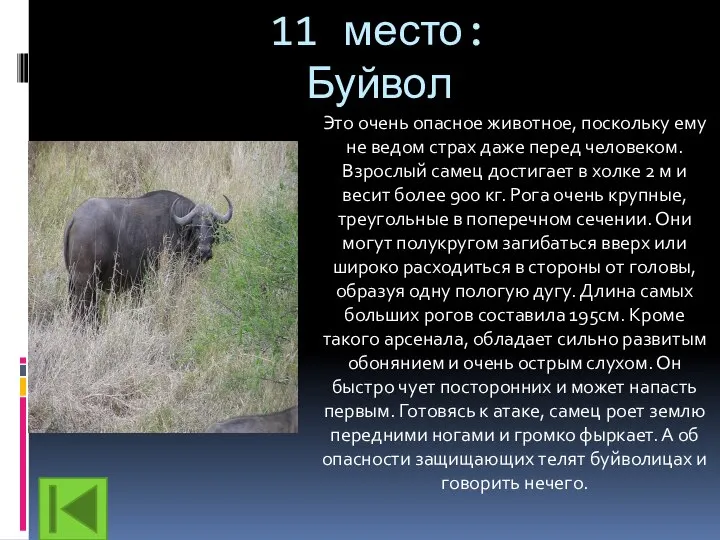 11 место: Буйвол Это очень опасное животное, поскольку ему не ведом страх