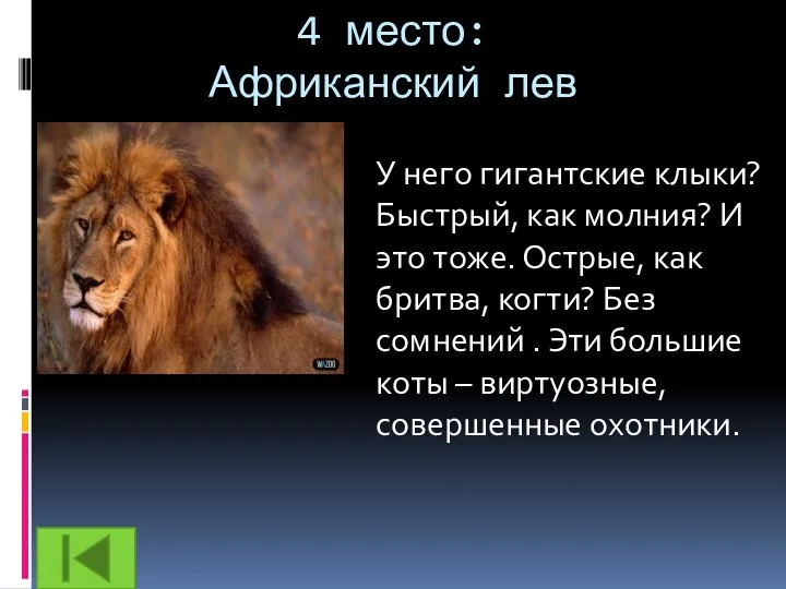 4 место: Африканский лев У него гигантские клыки? Быстрый, как молния? И