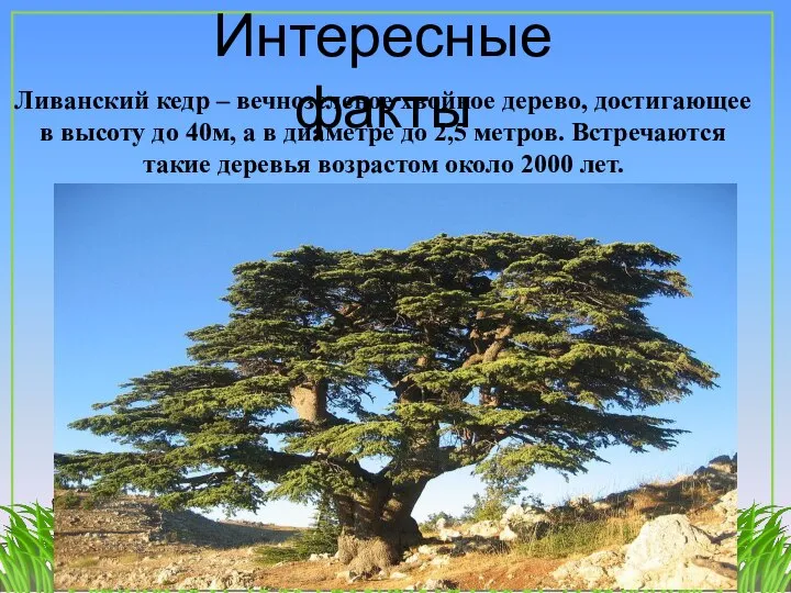 Ливанский кедр – вечнозеленое хвойное дерево, достигающее в высоту до 40м, а