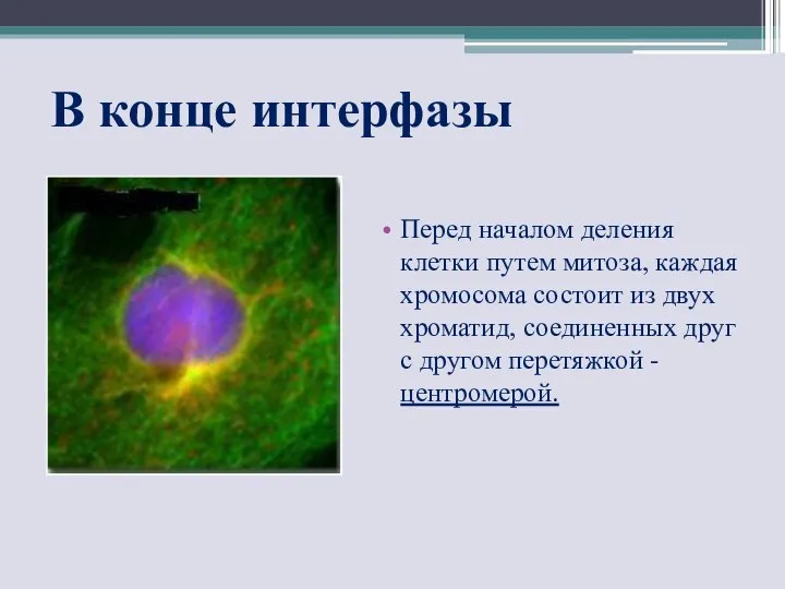 В конце интерфазы Перед началом деления клетки путем митоза, каждая хромосома состоит