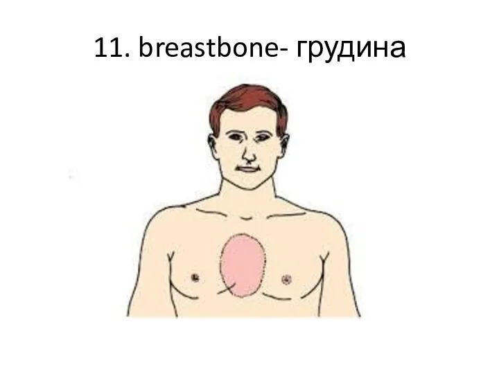 11. breastbone- грудина