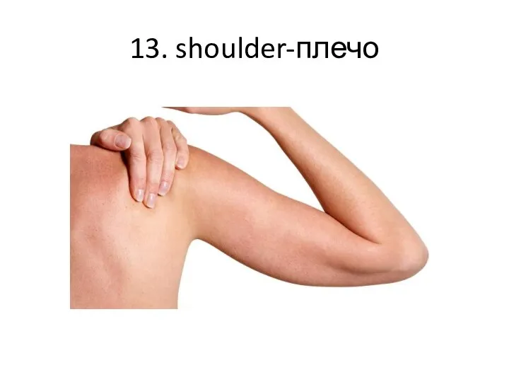 13. shoulder-плечо