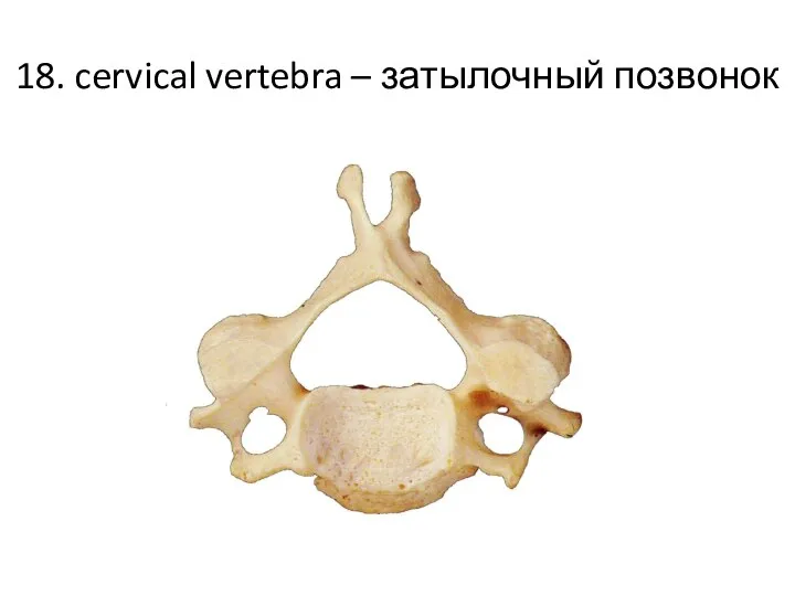 18. cervical vertebra – затылочный позвонок
