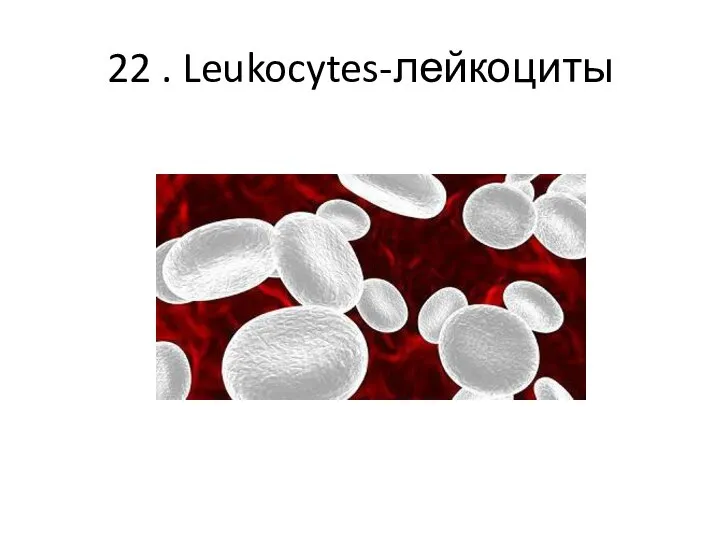 22 . Leukocytes-лейкоциты