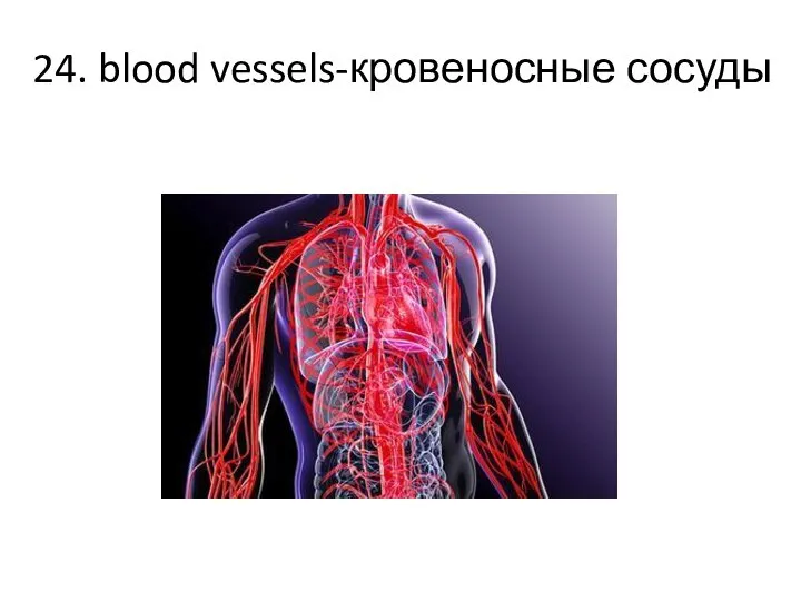 24. blood vessels-кровеносные сосуды
