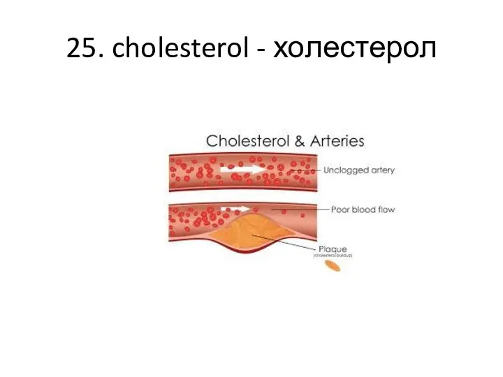 25. cholesterol - холестерол