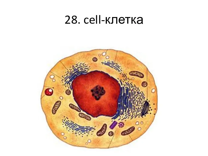 28. cell-клетка