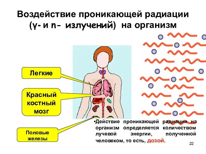 Воздействие проникающей радиации (γ- и n- излучений) на организм Действие проникающей радиации