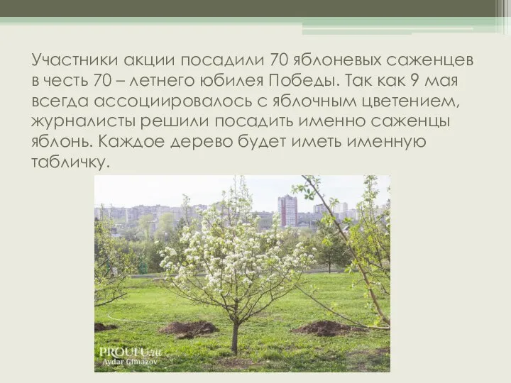 Участники акции посадили 70 яблоневых саженцев в честь 70 – летнего юбилея