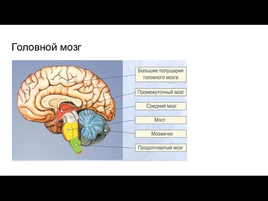 Головной мозг