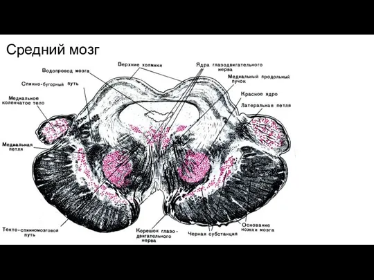 Средний мозг