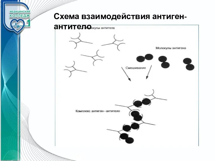 Схема взаимодействия антиген-антитело