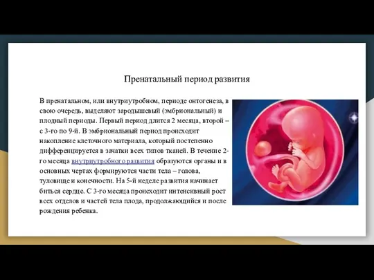 Пренатальный период развития В пренатальном, или внутриутробном, периоде онтогенеза, в свою очередь,