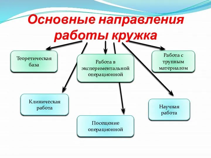 Основные направления работы кружка Теоретическая база Работа в экспериментальной операционной Работа с