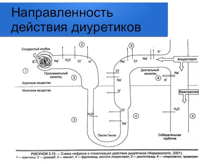 Направленность действия диуретиков