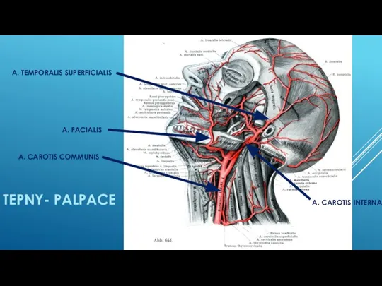 TEPNY- PALPACE A. CAROTIS COMMUNIS A. CAROTIS INTERNA A. FACIALIS A. TEMPORALIS SUPERFICIALIS