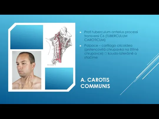 A. CAROTIS COMMUNIS Proti tuberculum anterius processi transversi C6 (TUBERCULUM CAROTICUM) Palpace
