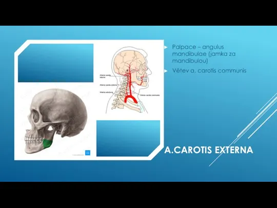 A.CAROTIS EXTERNA Palpace – angulus mandibulae (jamka za mandibulou) Větev a. carotis communis