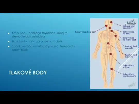 TLAKOVÉ BODY Krční bod – cartilago thyroidea, okraj m. sternocleidomastoideus Lícní bod