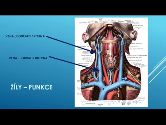 ŽÍLY – PUNKCE VENA JUGURALIS EXTERNA VENA JUGURALIS INTERNA