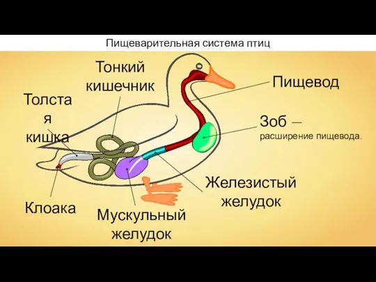 Пищевод Зоб — расширение пищевода. Железистый желудок Мускульный желудок Тонкий кишечник Толстая