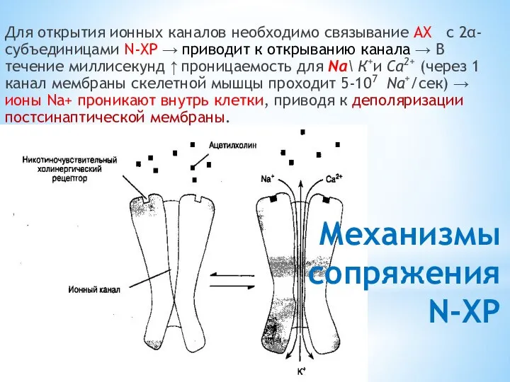 Механизмы сопряжения N-ХР Для открытия ионных каналов необходимо связывание АХ с 2α-субъединицами