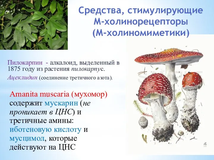 Средства, стимулирующие М-холинорецепторы (М-холиномиметики) Пилокарпин - алкалоид, выделенный в 1875 году из