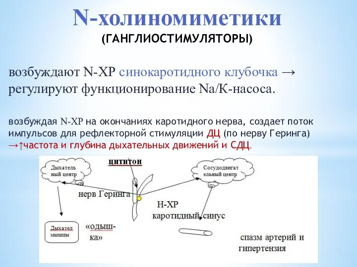 N-холиномиметики (ГАНГЛИОСТИМУЛЯТОРЫ) возбуждают N-ХР синокаротидного клубочка → регулируют функционирование Na/К-насоса. возбуждая N-ХР